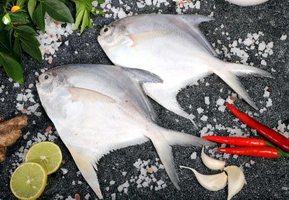 Pomfret Fish-Clean/Fresh (800g-950g) (Order will be delivered 2-3 hours)